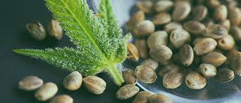 Semillas Blue Dream 10u