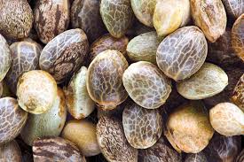 Semillas Girl Scout Cookies 10u (secundaria)