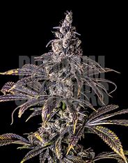 Marihuana Purple Haze 7g (secundaria)