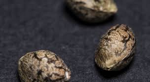 Semillas Sour Diesel 10u