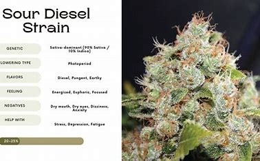 Marihuana Sour Diesel 7g (secundaria)